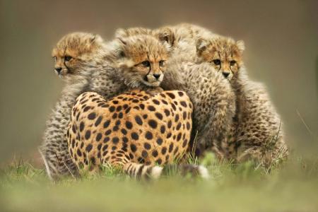 动物，猎豹，猎豹，幼崽