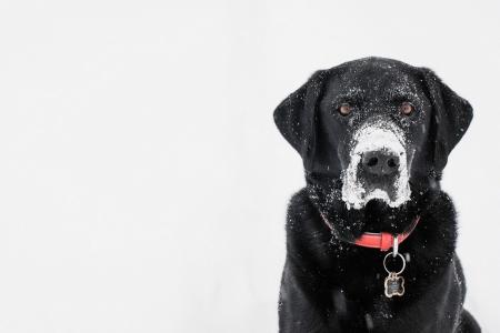 狗，脸，看，雪，美女