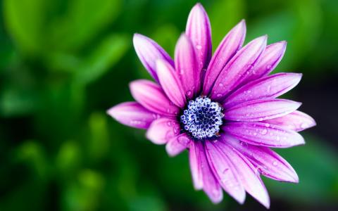 花，紫罗兰色，宏观照片主题，露水