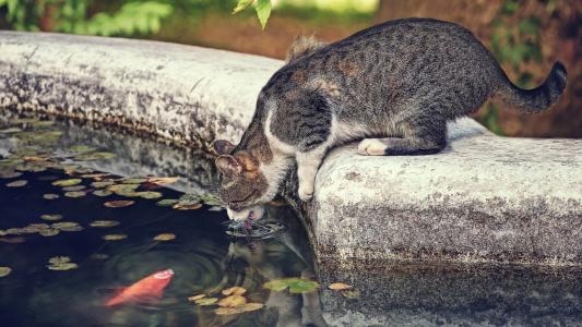 喷泉，猫，口渴，干，鱼，照片，积极