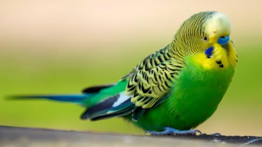 鹦鹉，绿色，蓝色的喙