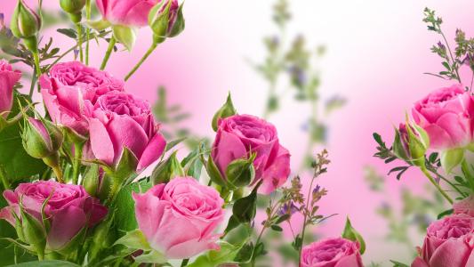 粉红色的玫瑰，花朵，花园