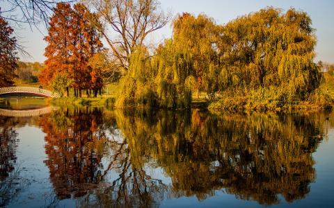 公园，树木，池塘，桥，秋天