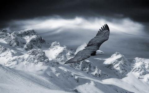 鹰，山，冬天，雪，飞行