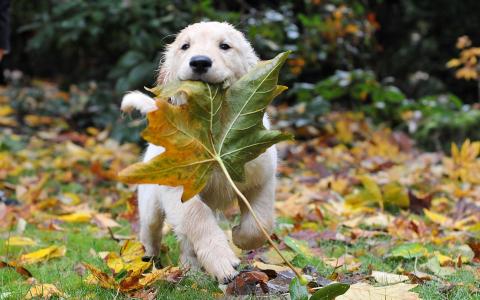 小狗，浅色，快乐时尚，一片叶子在牙齿上