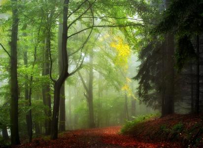 森林，树木，道路，叶子，美容，金色的秋天，秋天