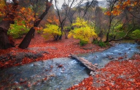 Saeed Younesi，山麓，性质，秋季，森林，小溪，桥，叶子