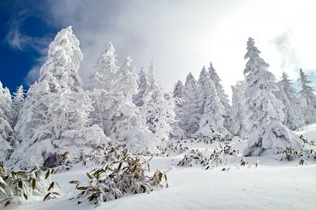 自然，冬天，森林，雪，美丽