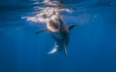 鲨鱼，白鲨，照片，在水之下