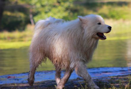 狗，白，跑，河