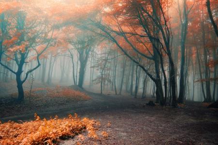 森林，雾，秋天，落叶