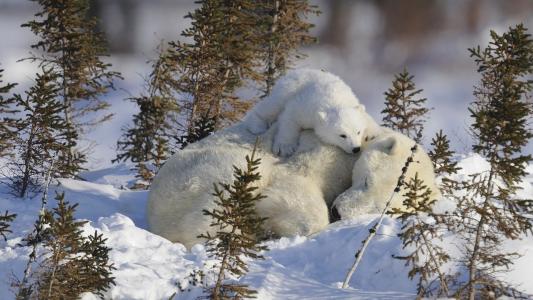北极熊，冬天，雪，熊，小熊
