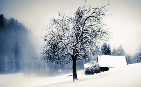 冬天，黑色和白色背景，雾，雪，房子