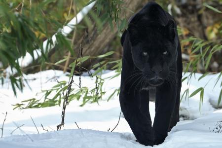 黑豹，豹，冬天，雪，性质