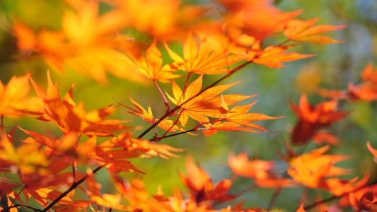 枫树，分支，秋天，树叶