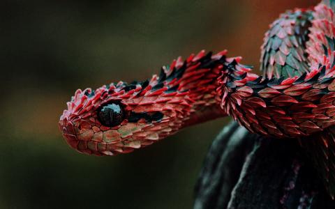 红色，蛇