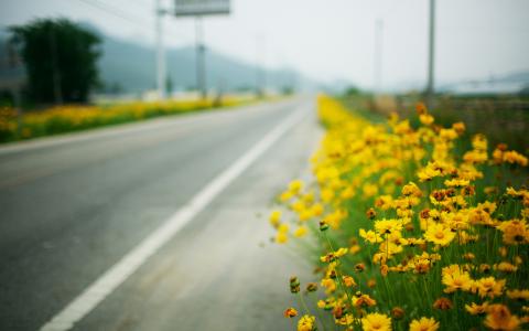 道路，路边，黄色的花朵，宏观