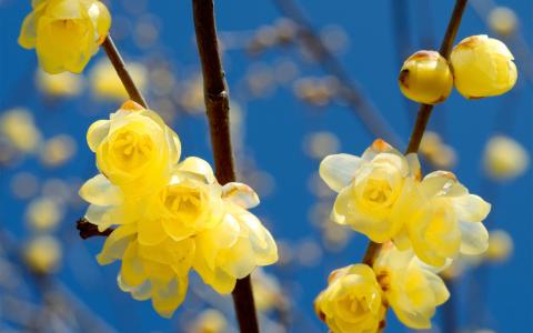 开花，春天，鲜花，分支机构，黄色