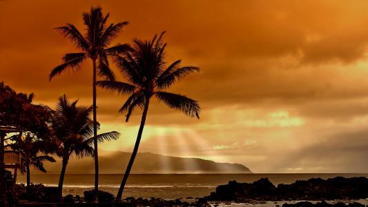 棕榈树，晚上，云，海岸