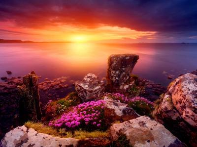 日落，大海，岩石上的花朵