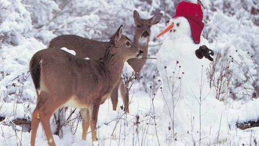 新年，冬天，鹿，雪，雪人