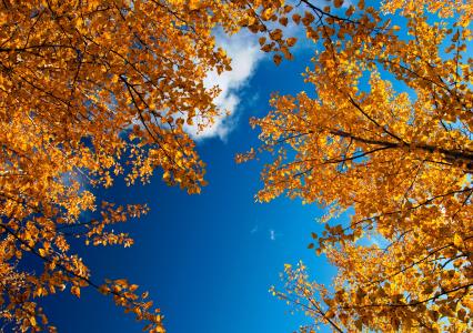 金色的秋天，树枝，树叶，天空，性质