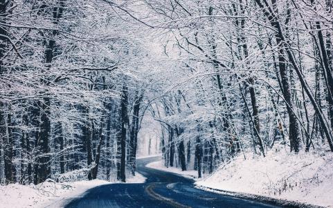 冬天，性质，路，森林，雪，美丽，2015