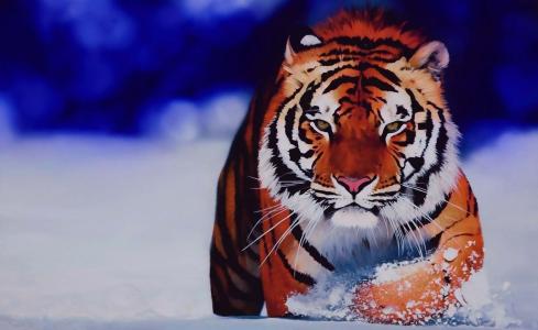 老虎，冬天，艺术，捕食者