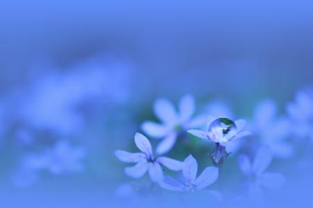 花，滴，蓝色，水，花瓣，植物，蓝色