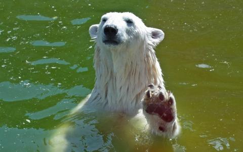 白熊，水，湿羊毛，脚