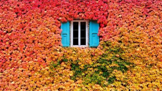 常春藤在十月份见到了这个房子，秋天是红黄绿的颜色