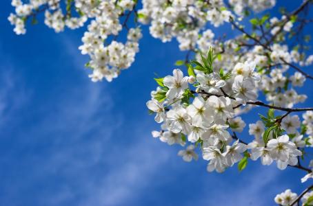 春天，树，分支机构，性质，鲜花，樱桃，叶子，天空，春天，树，分支机构，性质，鲜花，樱桃，树叶，天空