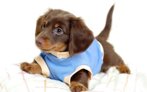 小狗，棕色，蓝色的t恤