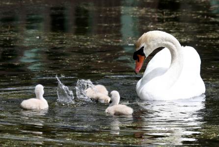 白色，家庭，小鸭，池塘，天鹅，池塘，滴，飞溅