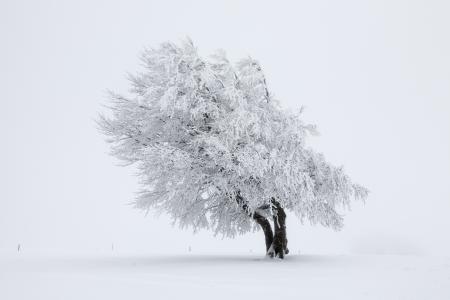 树，雪，冬天，性质