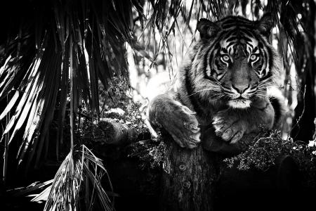 老虎，看，捕食者，黑色和白色背景，胡子，黑暗的背景
