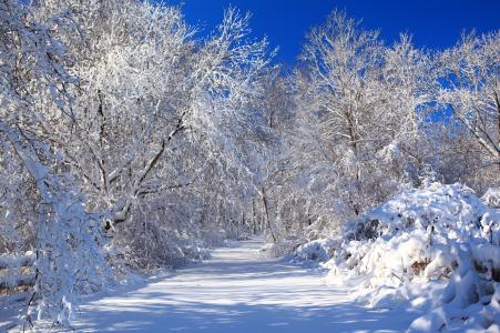 冬天，雪，树，天空，性质