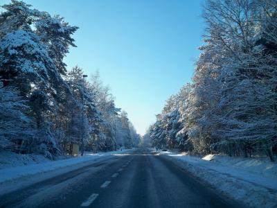 路，冬天，雪，树木，森林，霜冻