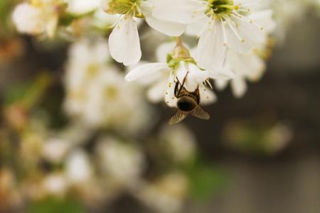 春天，蜜蜂，鲜花