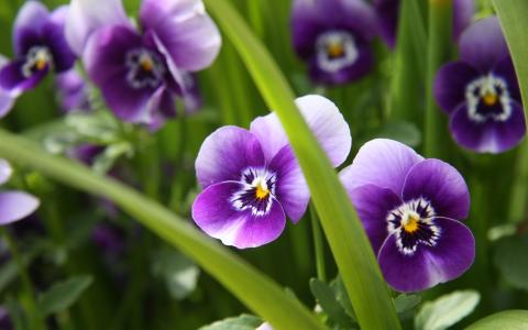 紫罗兰，鲜花，宏观，紫罗兰色，草，绿色