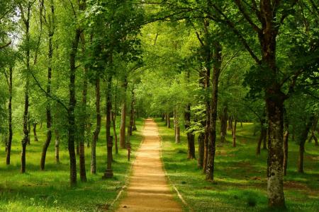 森林，路径，树，绿色