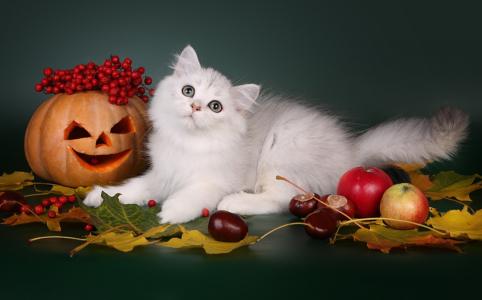 动物，猫，猫，苏格兰，长发，秋季，南瓜，苹果，栗子，浆果，叶子，万圣节