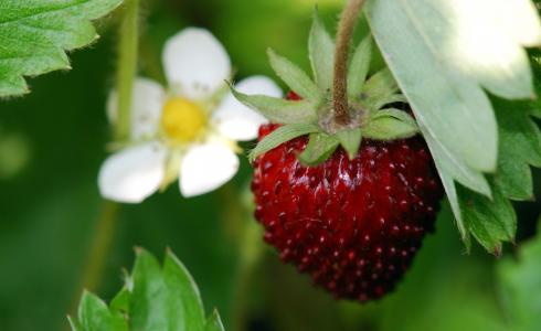草莓，宏观照片，美味，性质，浆果