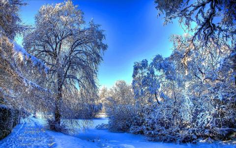 森林，树木，树枝，痕迹，性质，冬天，雪