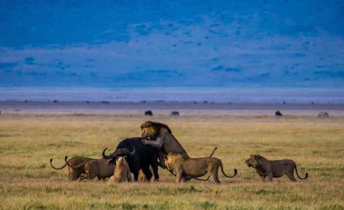 照片，狩猎，狮子，狮子，狮子，猫，自豪，山，自然，热带稀树草原