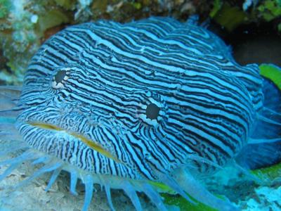 凉爽的珊瑚鱼，蓝色的条纹