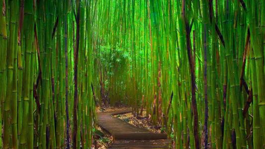 竹，丛林，绿色，树，方式