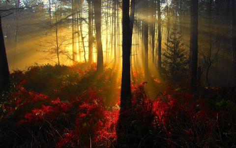 光，秋天，森林，树木