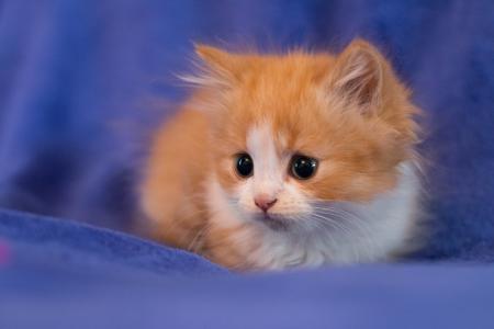 小猫，蓝色的毯子，我不是我自己
