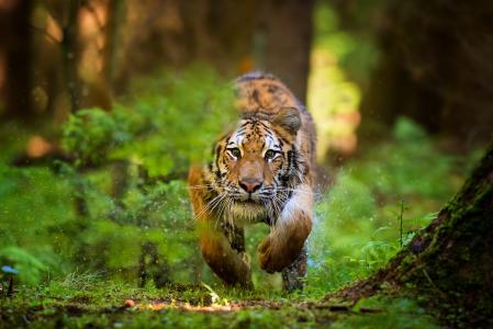 Patrik Stanek，动物，捕食者，老虎，森林，跑步，狩猎